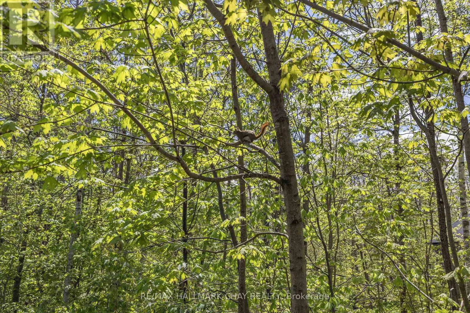 19 TIMBER WOLF TRAIL