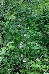 Keg Lake Block 100 Lot 13