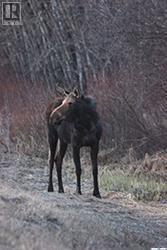 Keg Lake Block 100 Lot 13
