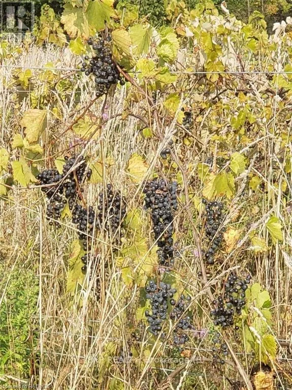 85621 SIDEROAD 7