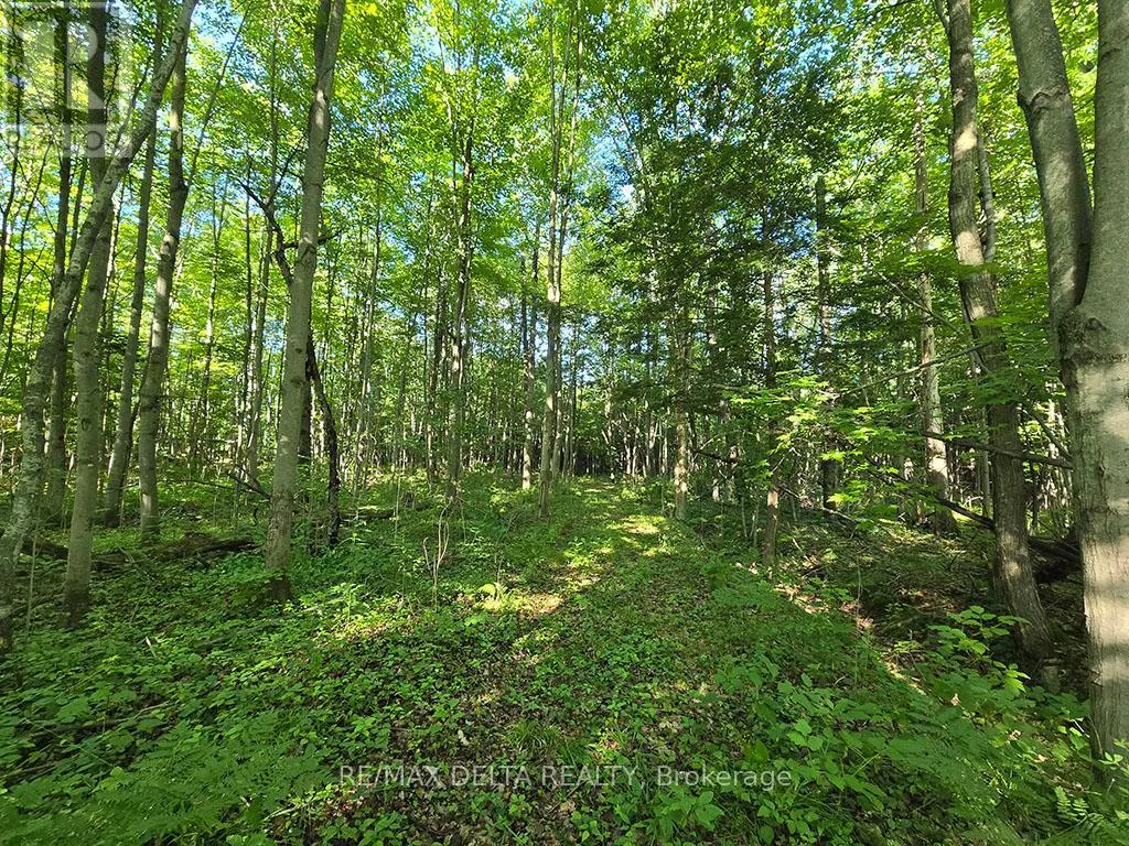 0000 CONCESSION ROAD 7 ROAD
