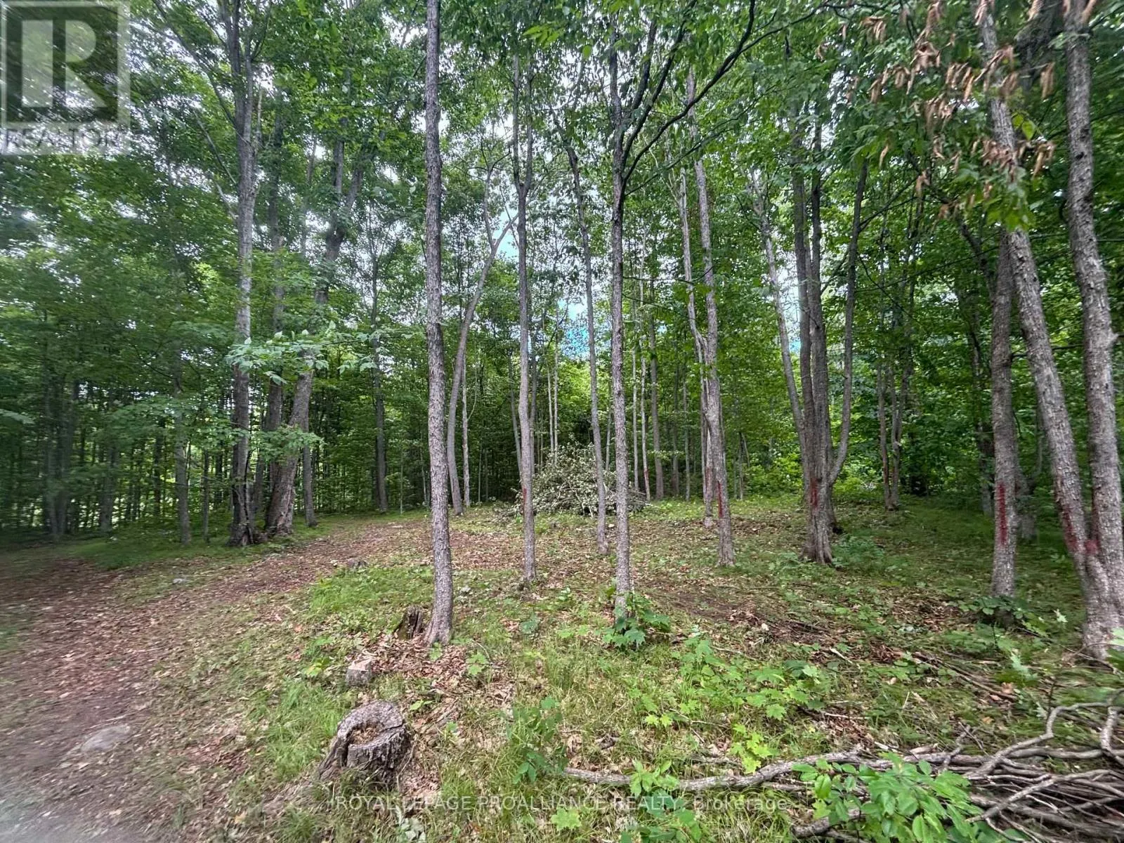 SEVERED B - 554 PIGDEN ROAD, #Severed B