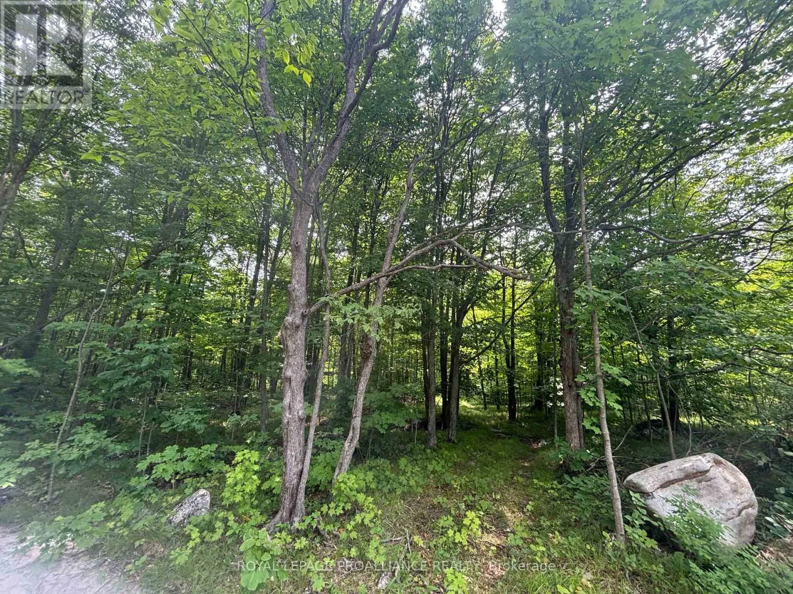 SEVERED B - 554 PIGDEN ROAD, #Severed B