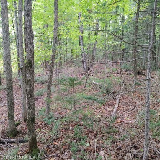Listing 40378577 - Large Photo # 5