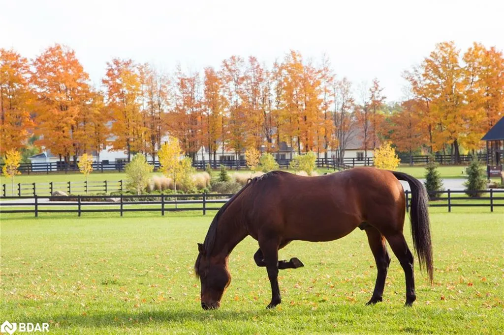 LT 225 Friesian Court