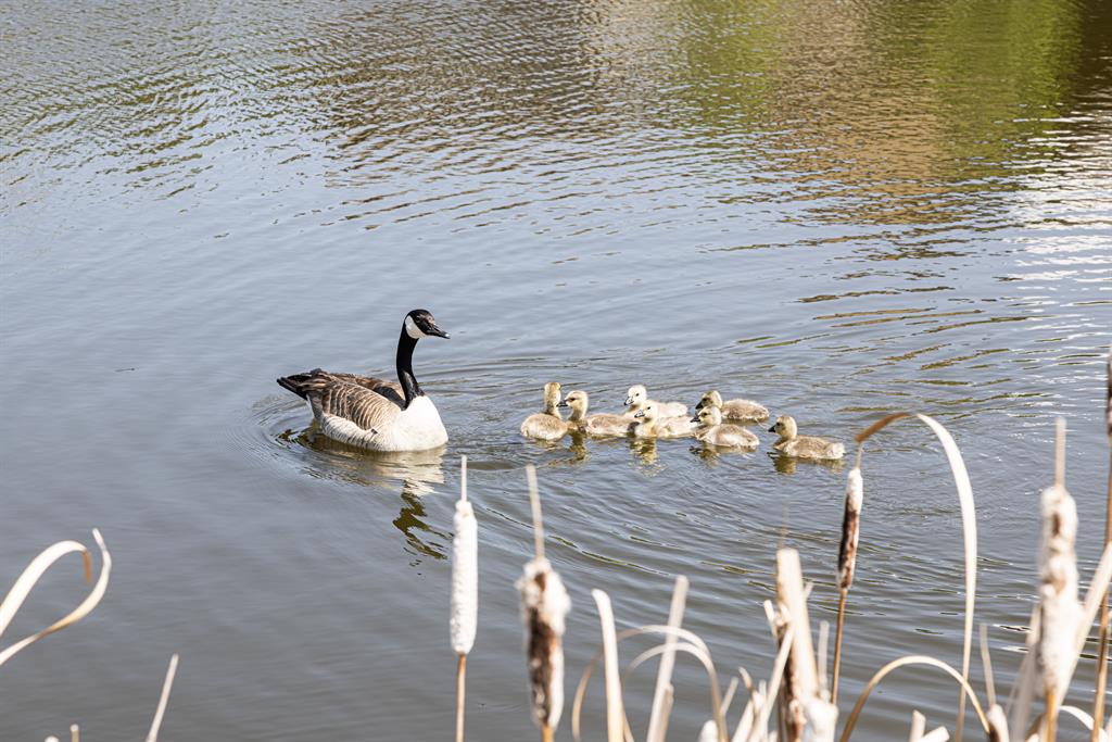 Listing A2049990 - Large Photo # 15