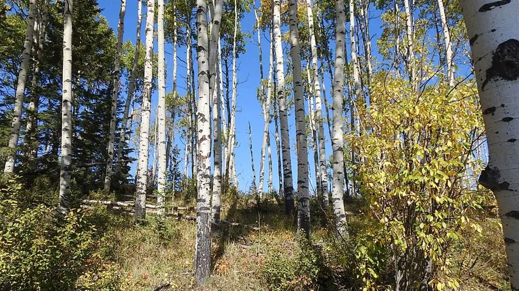 108 Acres bordering Kananaskis