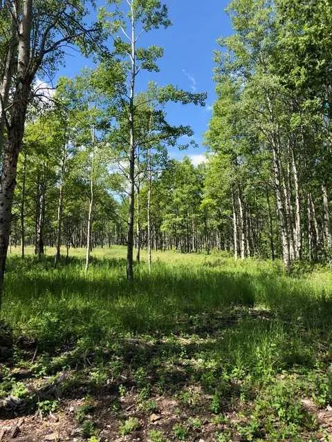 Range Rd 55 - Forestry Trunk Rd (SE 30-26-5-5)