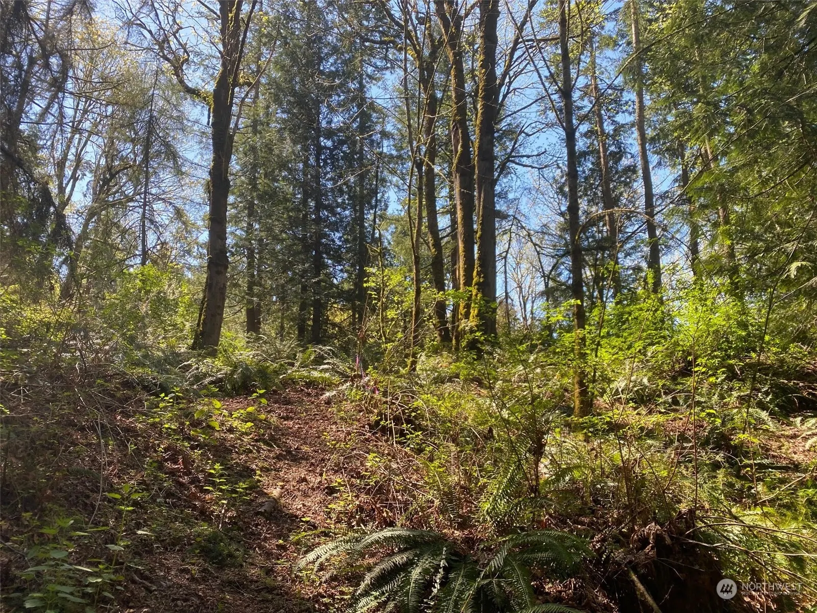 20335 SE 8th Street , Sammamish, WA 98074