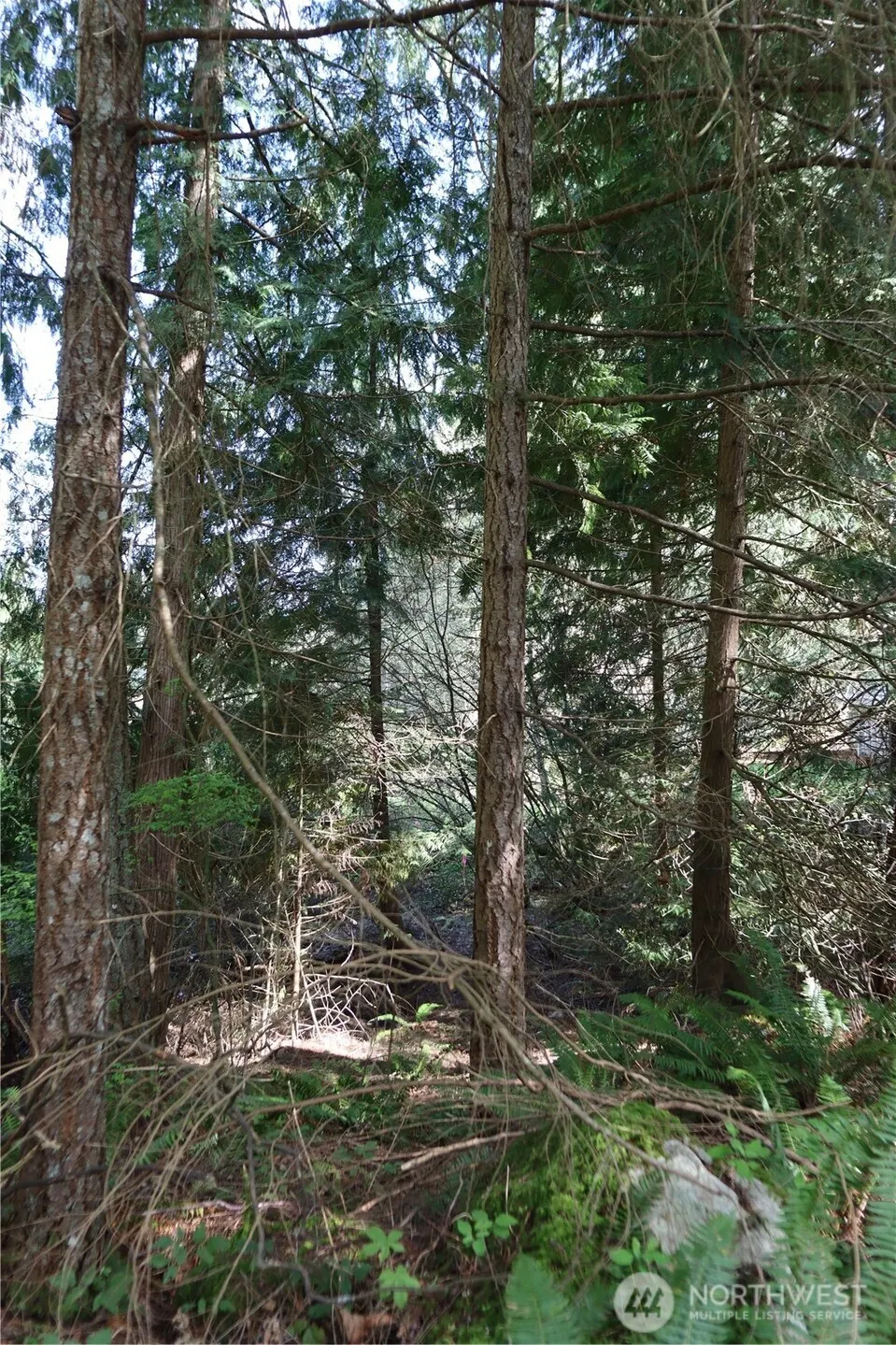 260 XX SE 18th Place , Sammamish, WA 98075