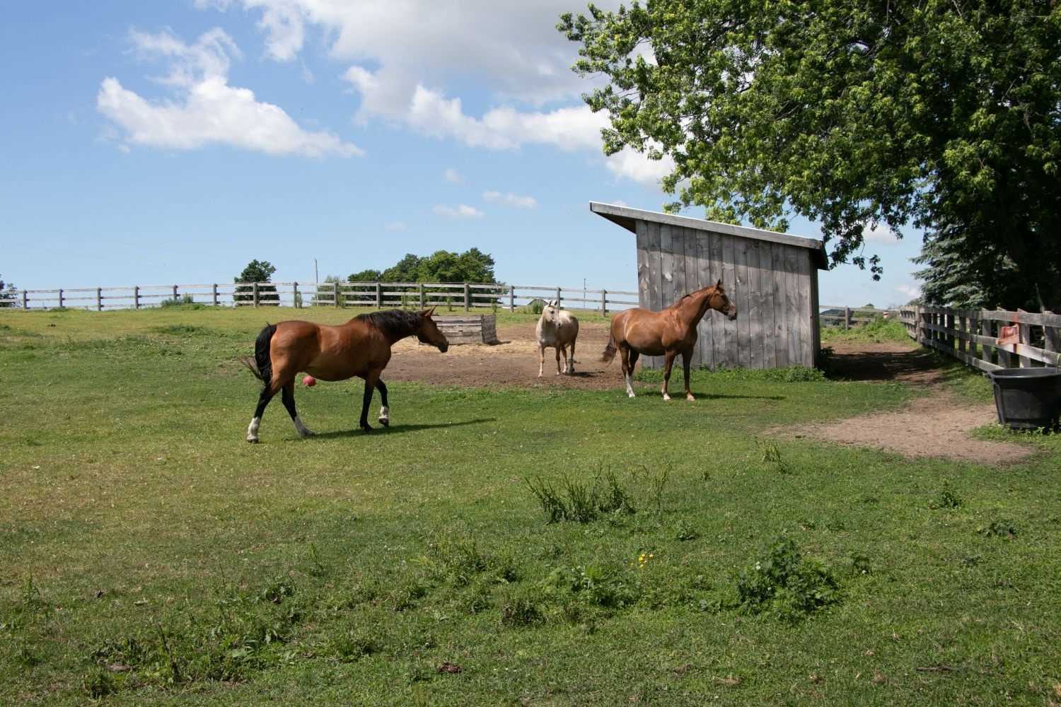 Listing E5915035 - Large Photo # 23