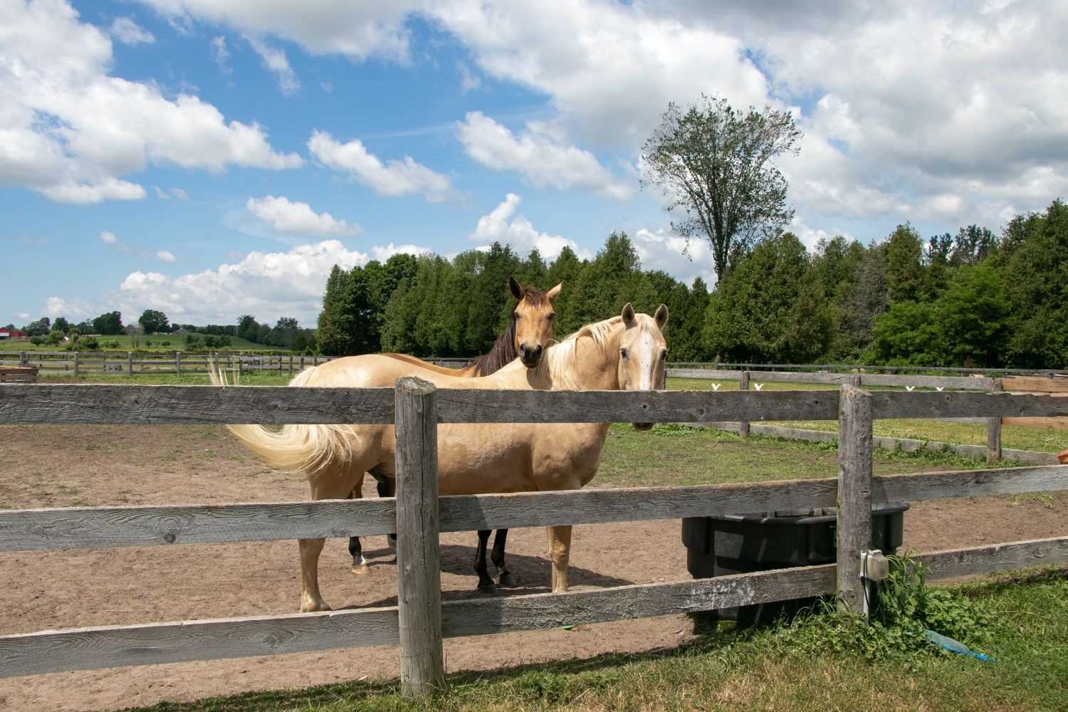Listing E5915035 - Large Photo # 35
