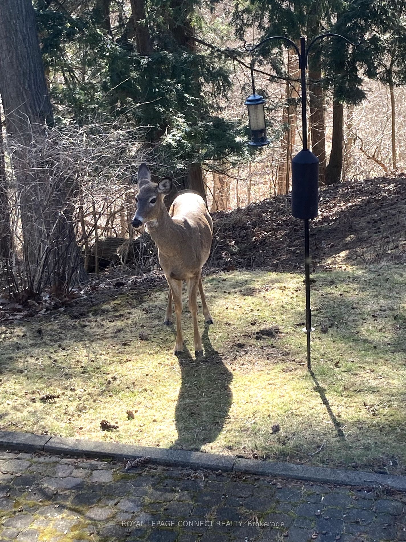 74 Holmcrest Trail