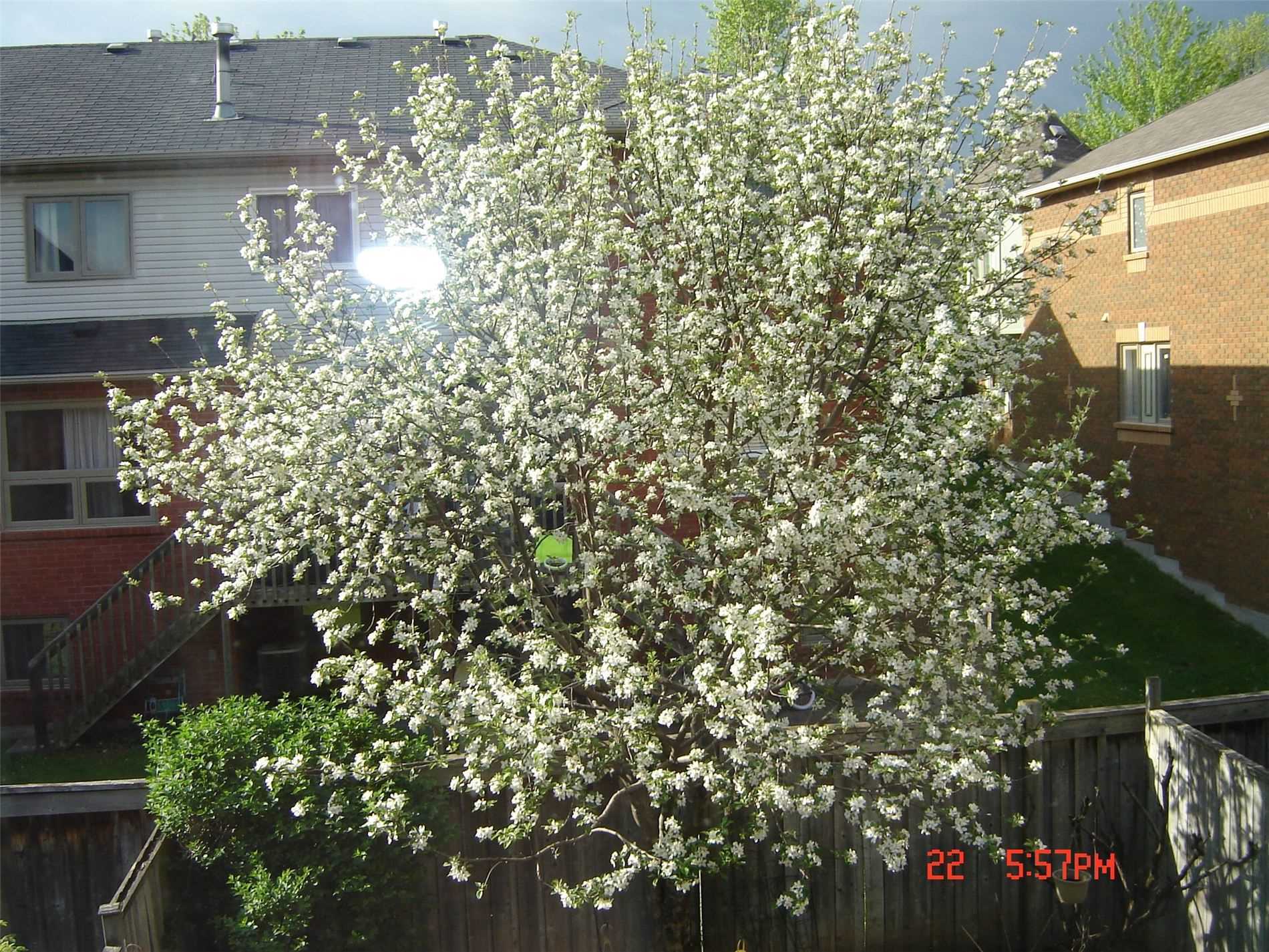 73 Widdifield Ave