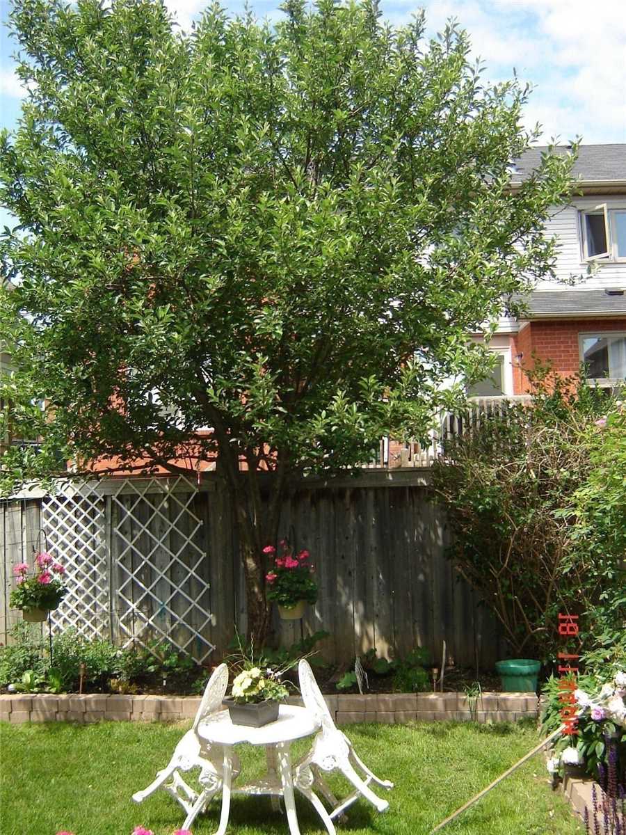 73 Widdifield Ave