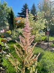 703 Madeline Heights