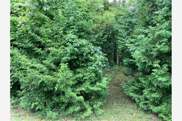 0 Pincrest Rd, Georgina