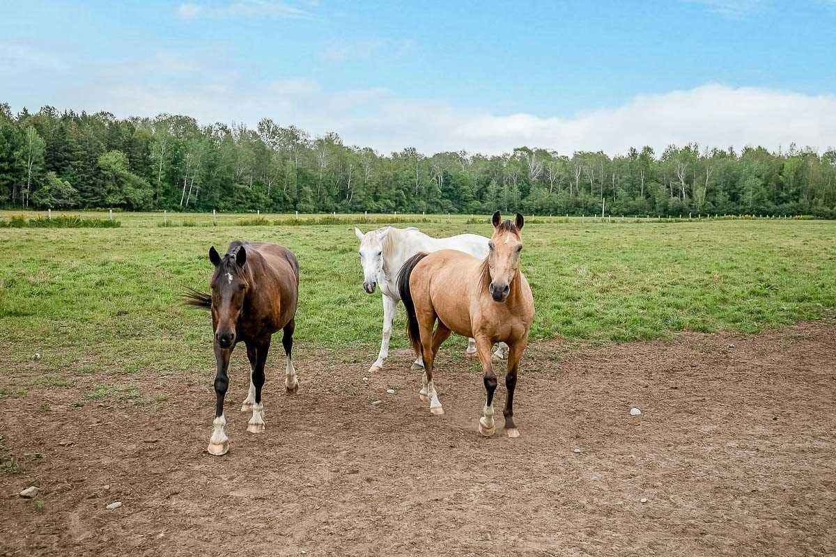 Listing S5605894 - Large Photo # 35