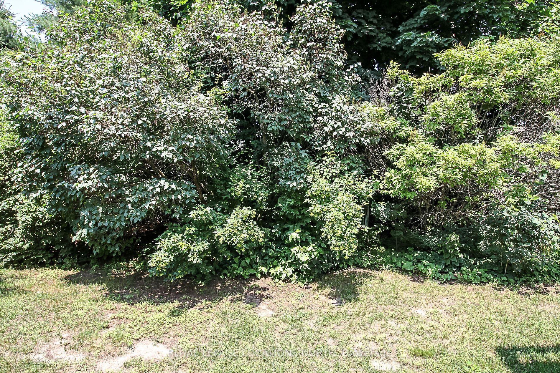 93 Silver Birch Ave