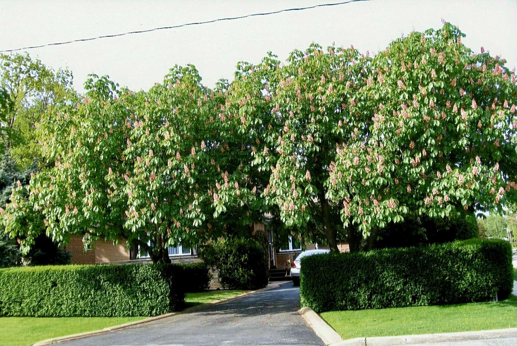 334 Burton Rd