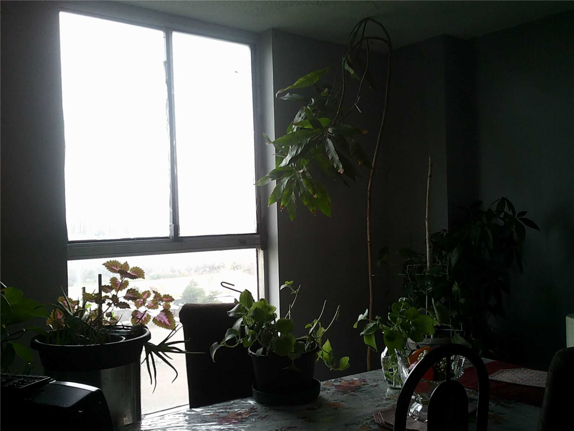 Listing W5818413 - Large Photo # 8