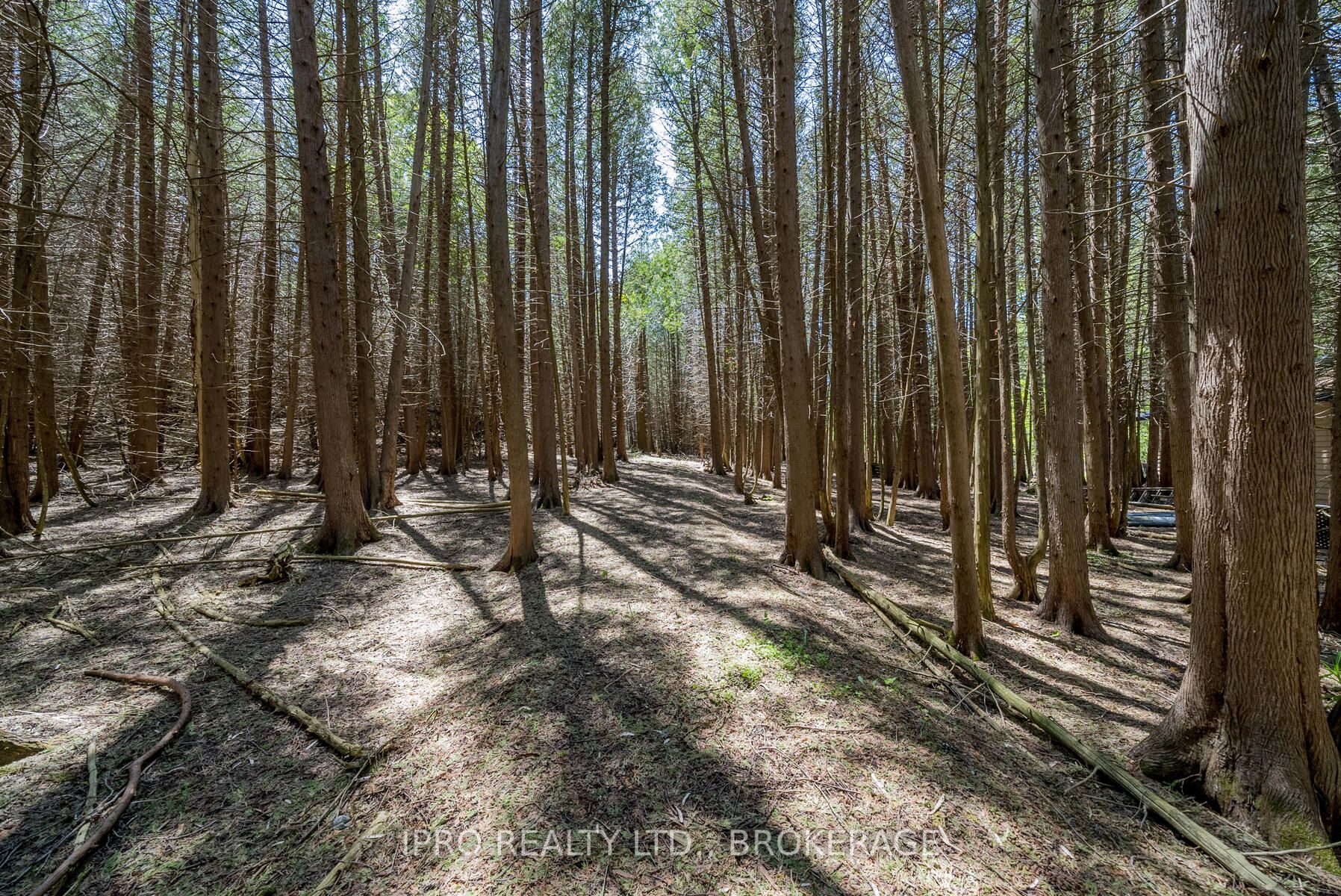 Listing W5996081 - Large Photo # 37