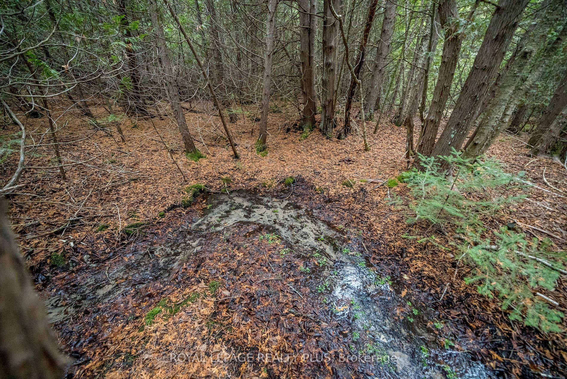 21346 Shaws Creek Rd