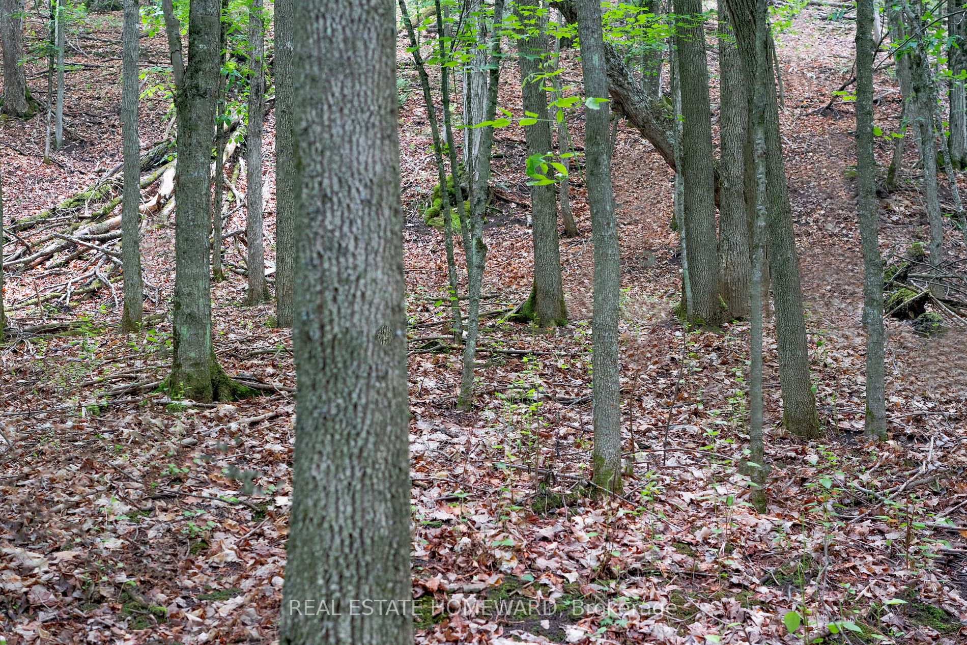 Listing X5923500 - Large Photo # 5