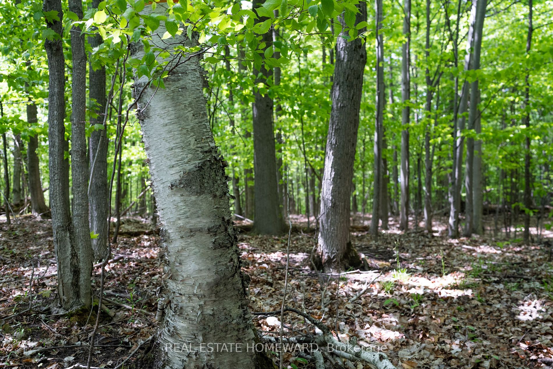 Listing X5923500 - Large Photo # 12