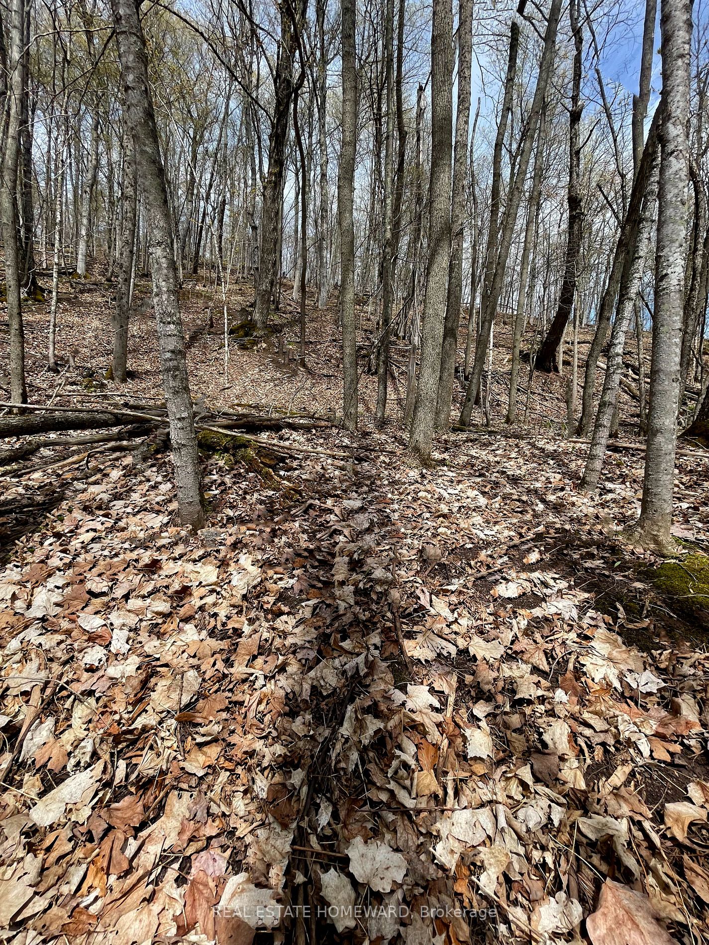 Listing X5923500 - Large Photo # 23