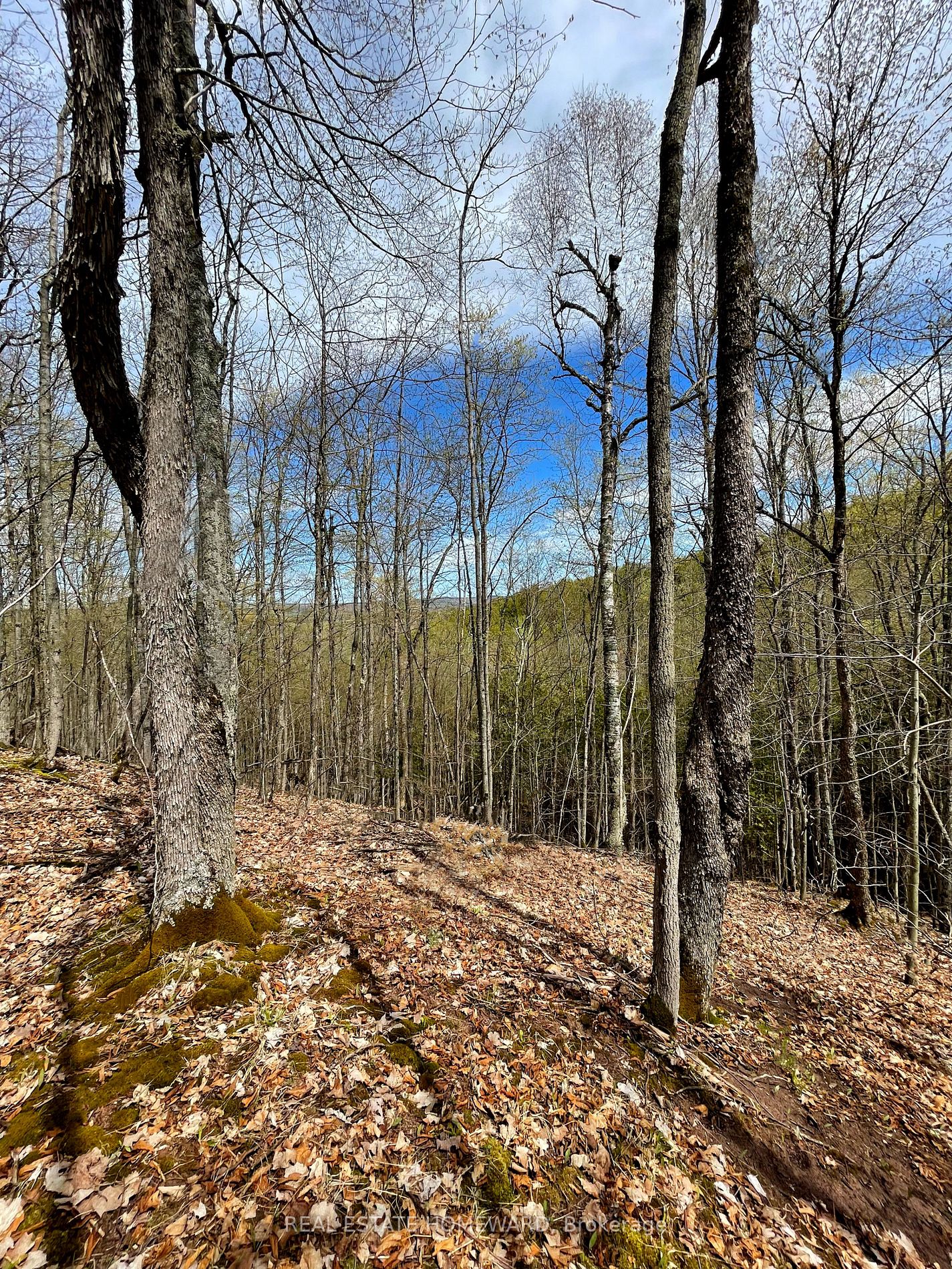 Listing X5923500 - Large Photo # 20