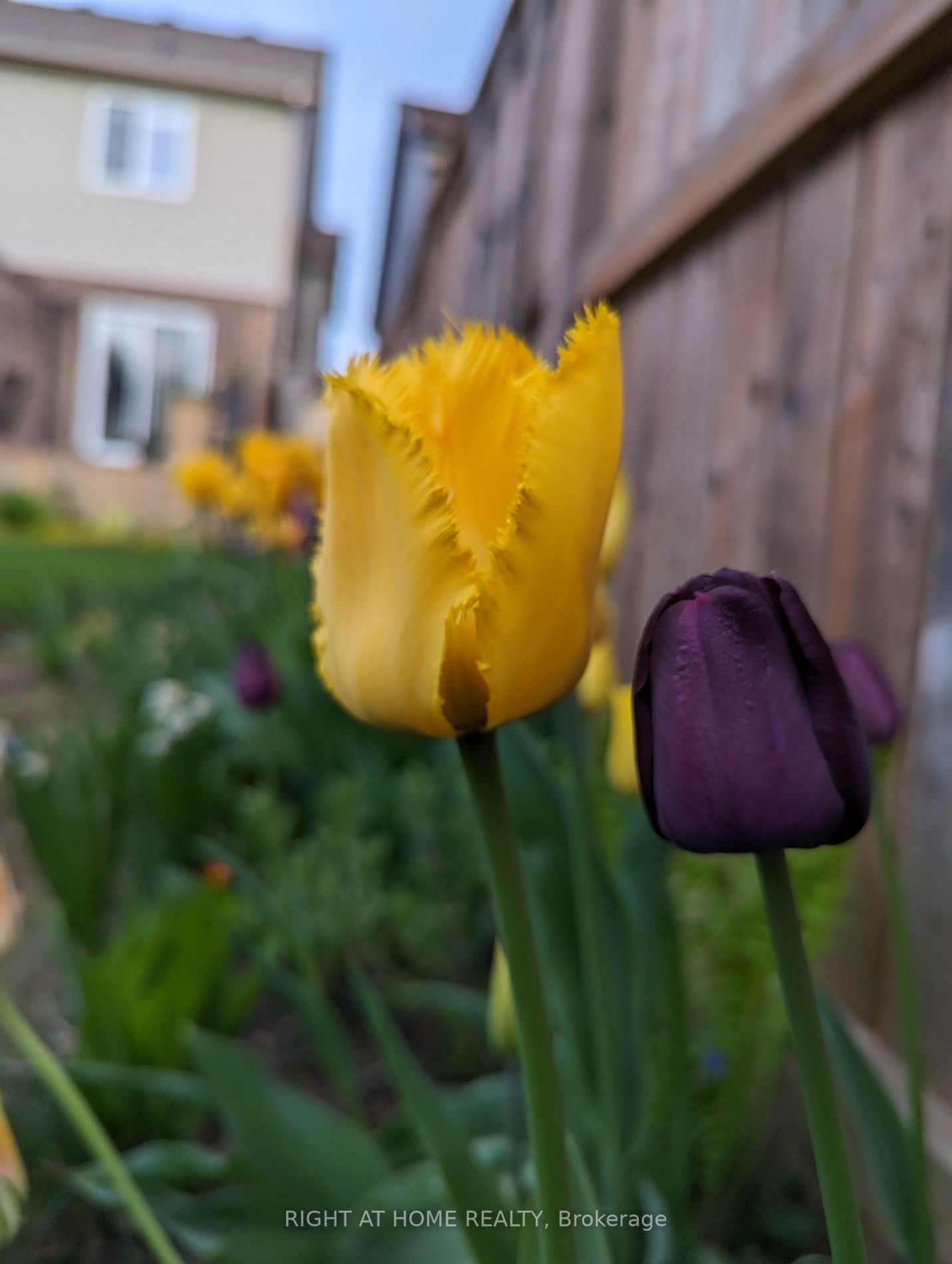 Listing X6743988 - Large Photo # 34