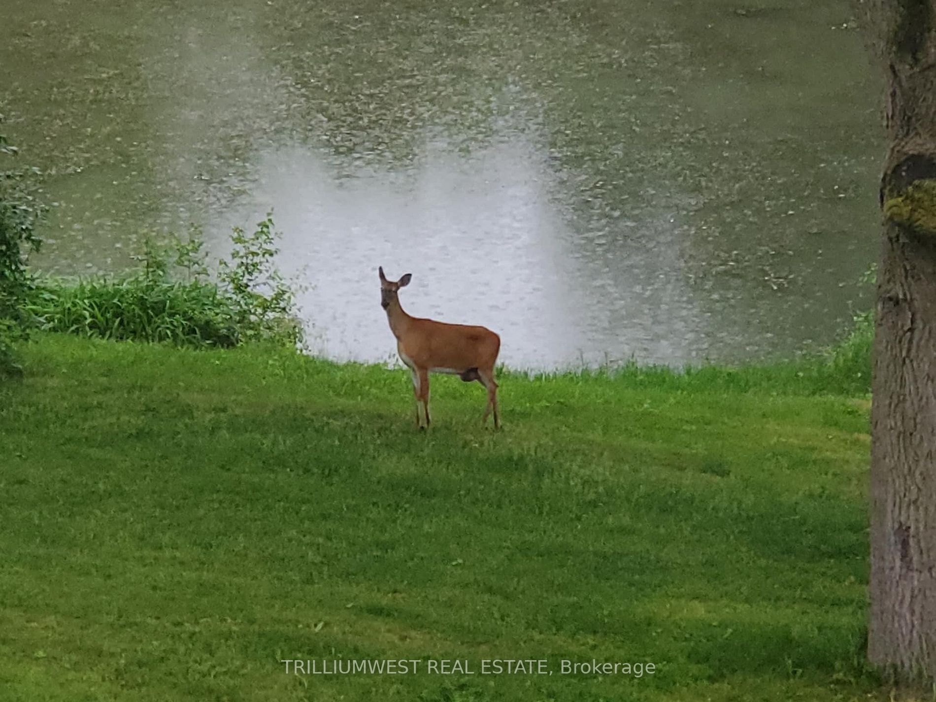 Listing X6786890 - Large Photo # 34