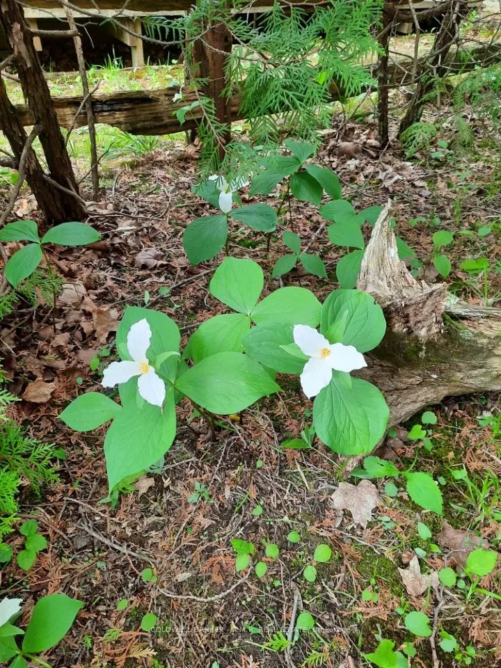 4627 Ganaraska Road, #Lot 5