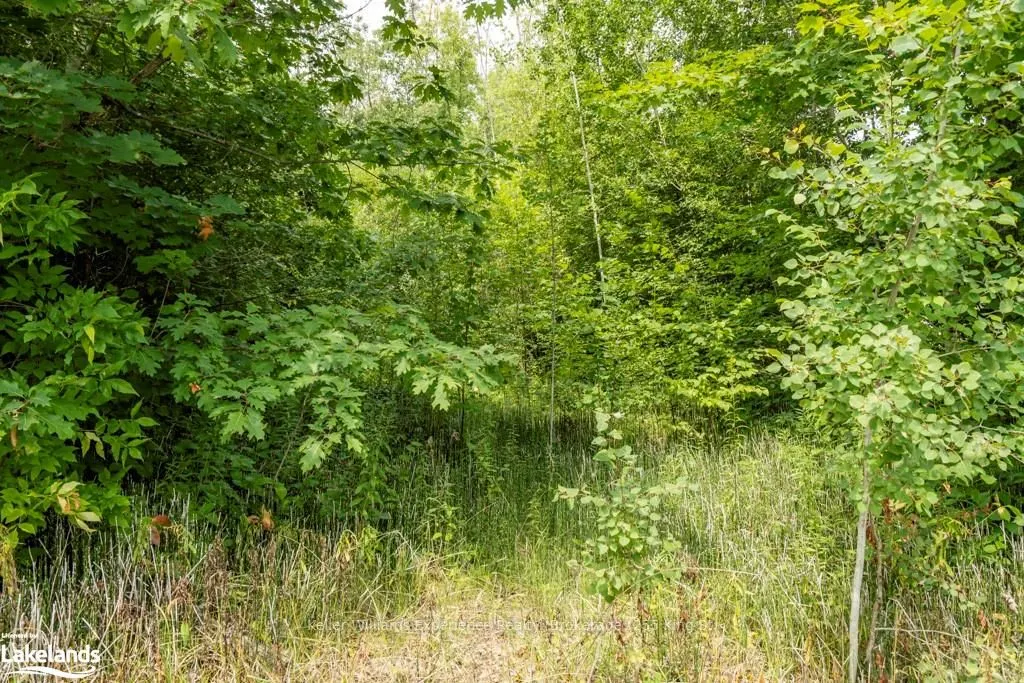 264 PEEK-A-BOO Trail