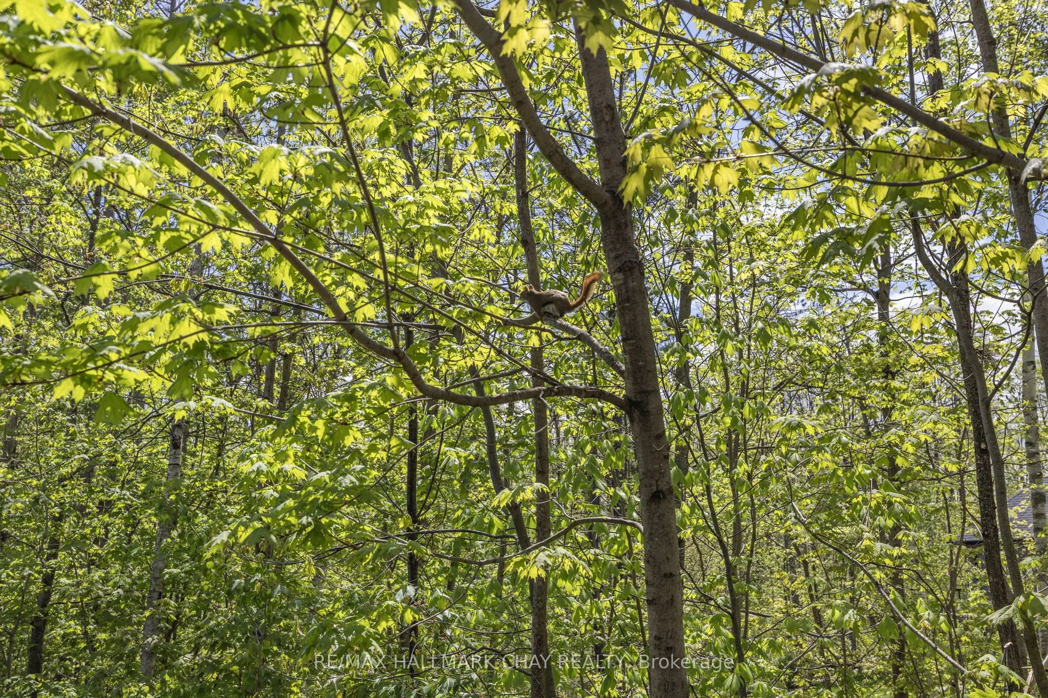 19 Timber Wolf Trail
