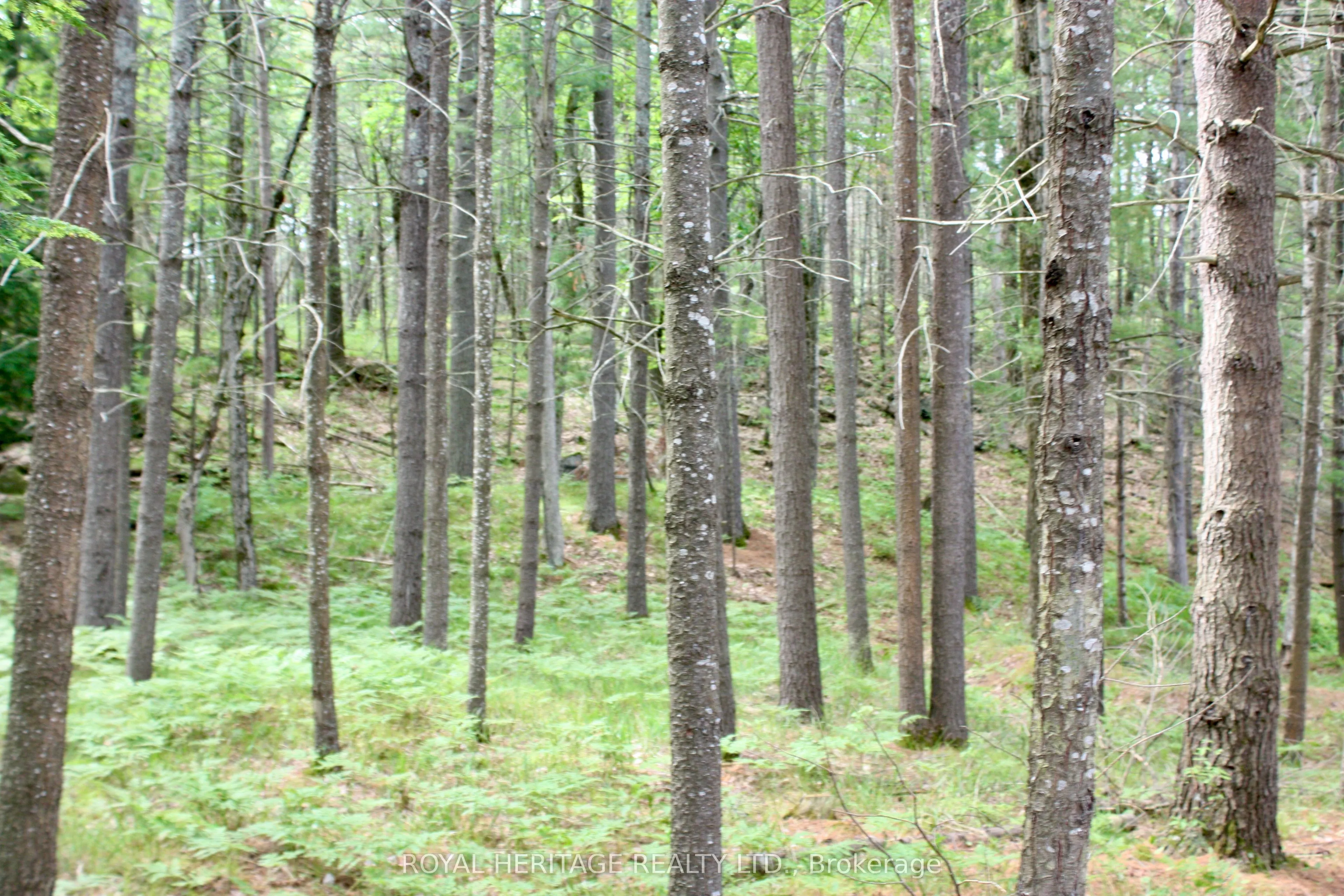 N/A-WAO Kasshabog Lake, #LOT 1