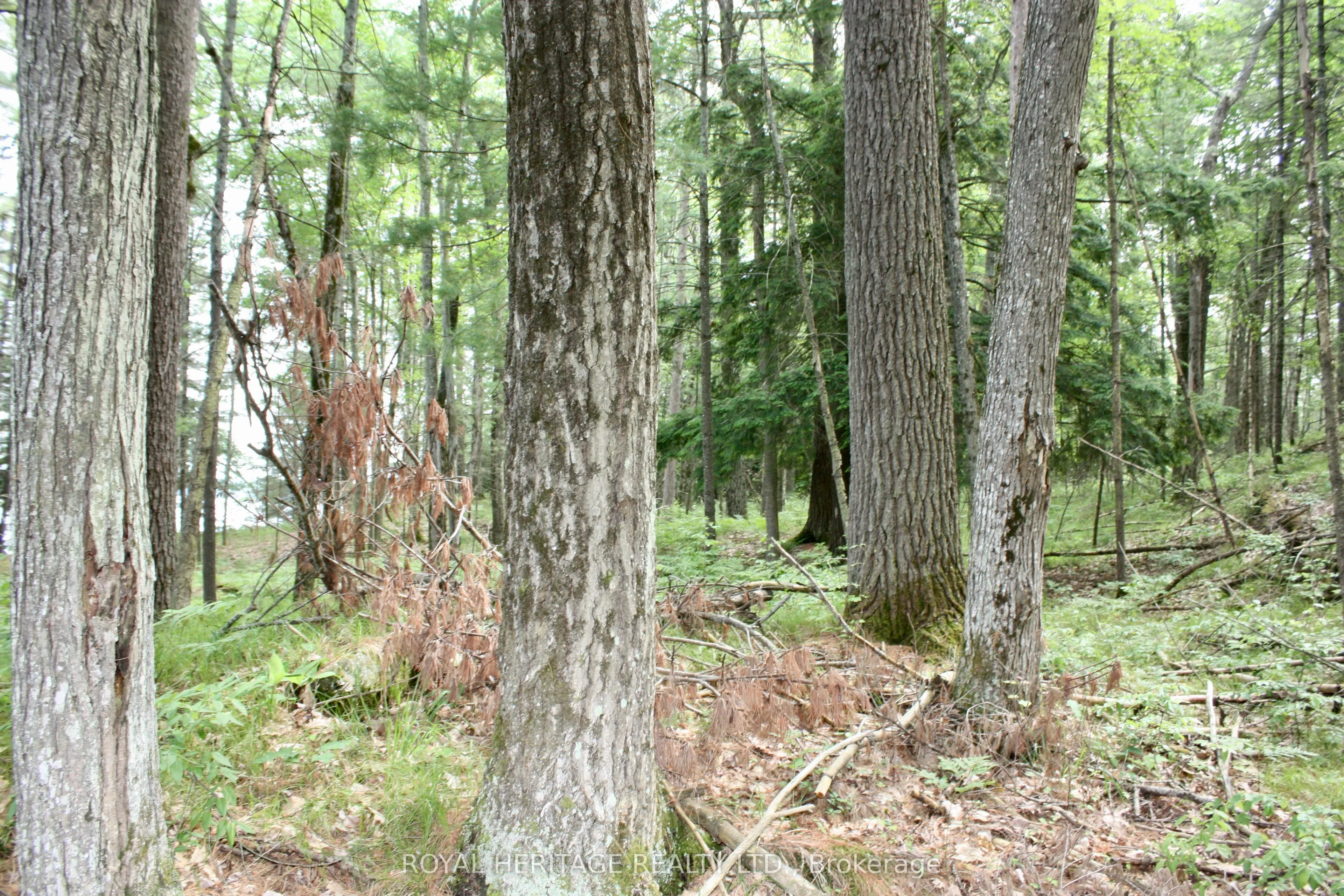 N/A-WAO Kasshabog Lake, #LOT 1