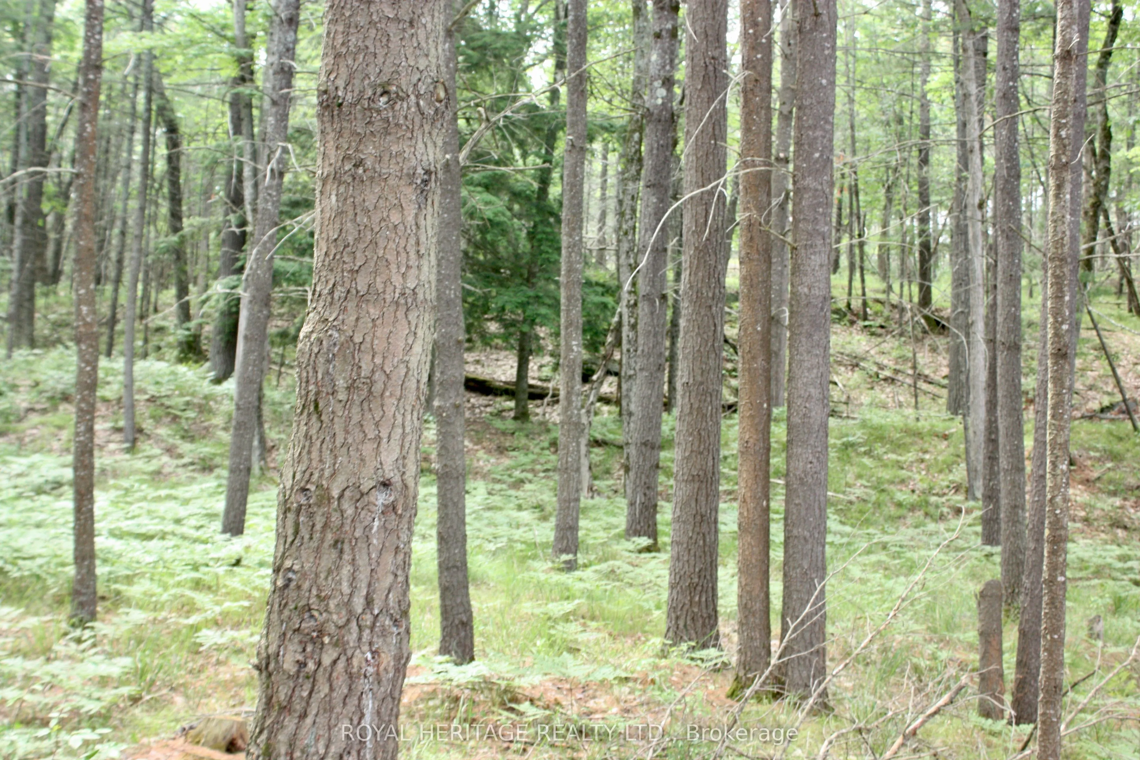 N/A-WAO Kasshabog Lake, #LOT 1