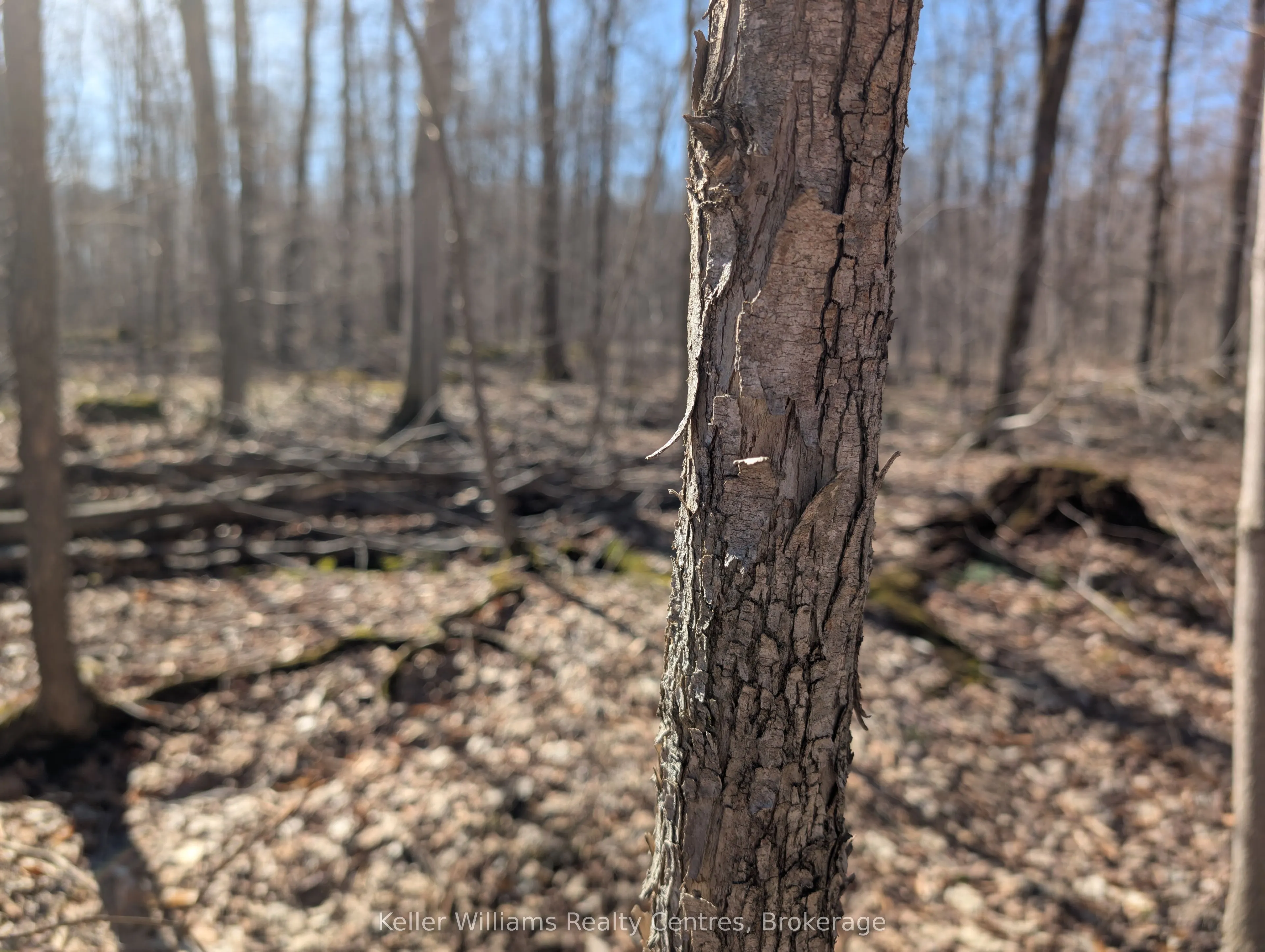 463176 Concession 24 Acres S