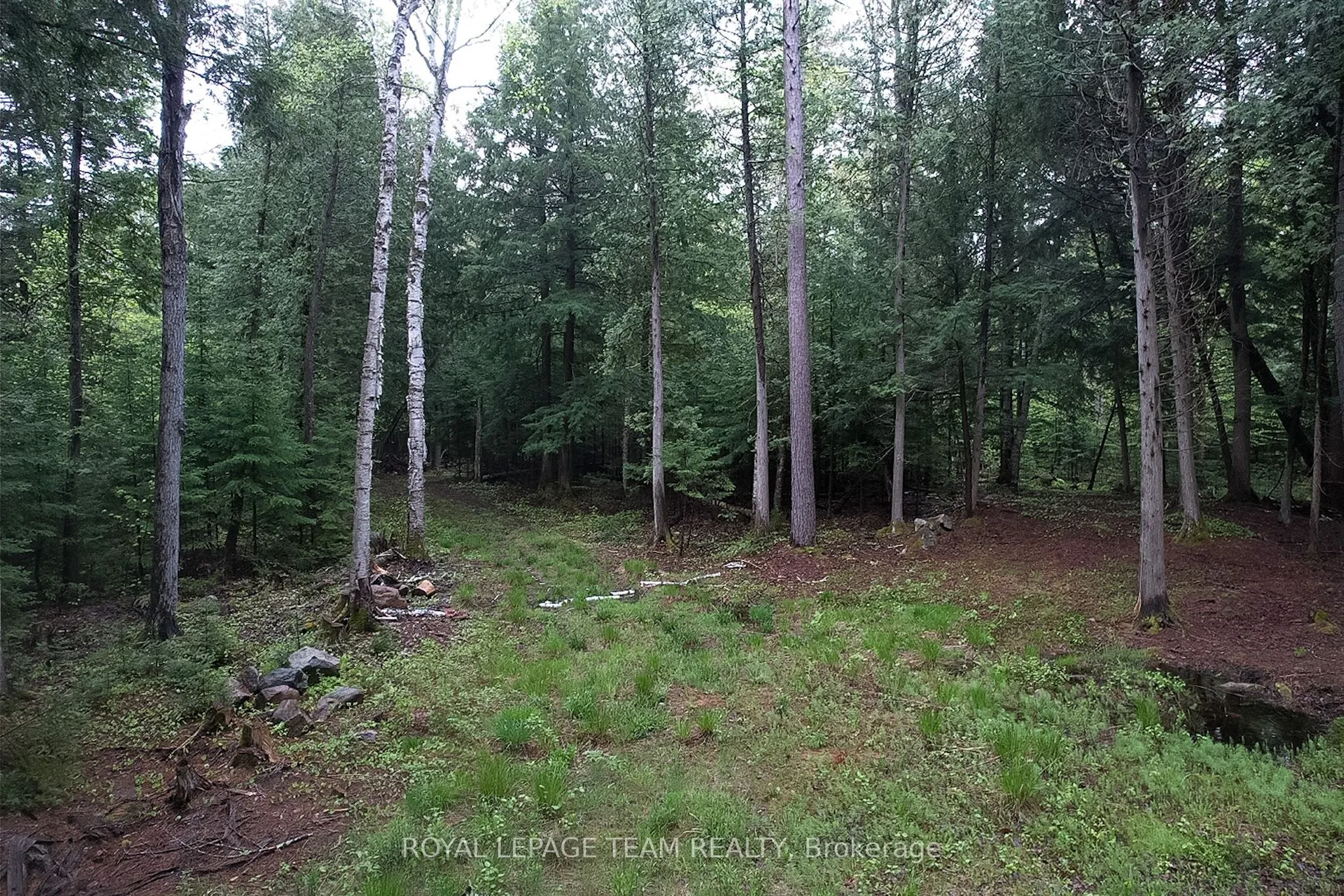 - Biernacki Mountain Road