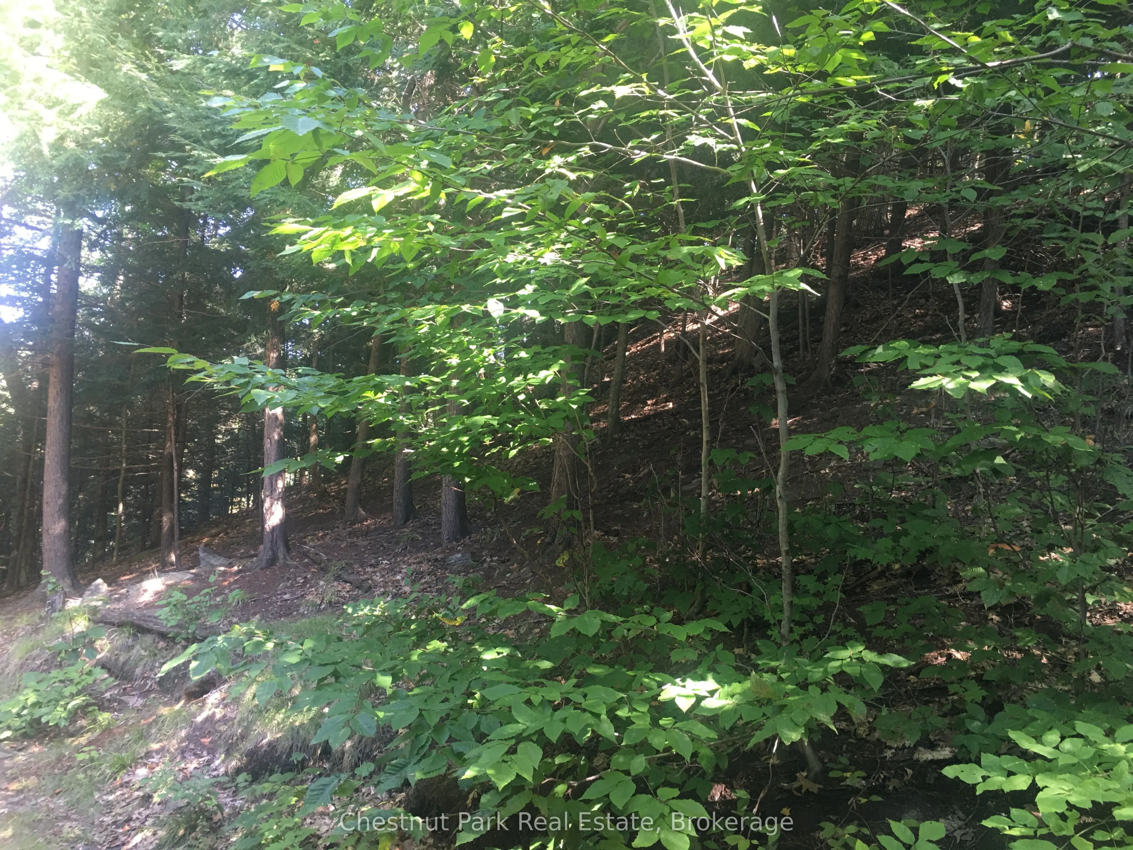 132 WOODLAND Drive