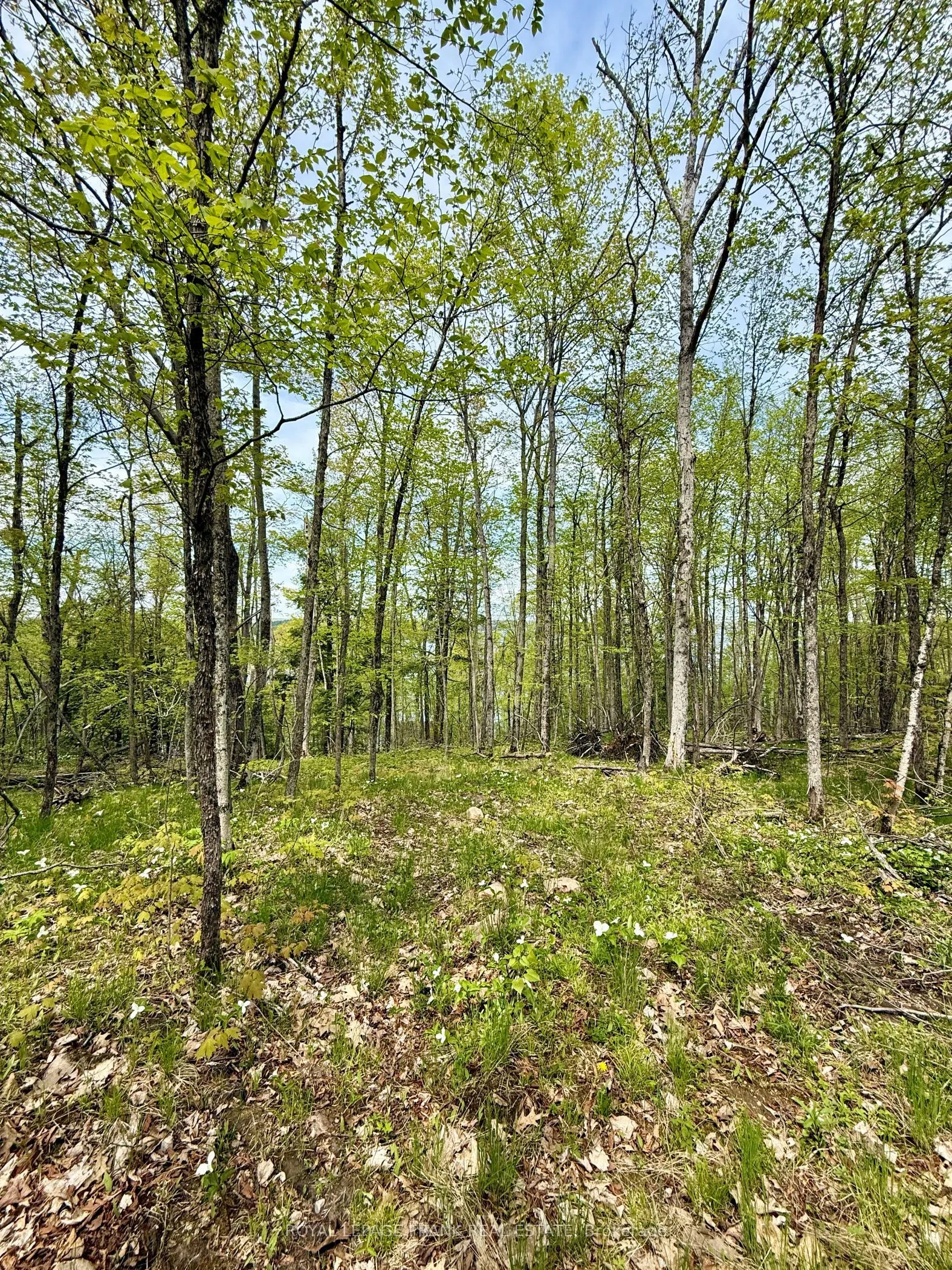 00 Birchview Road
