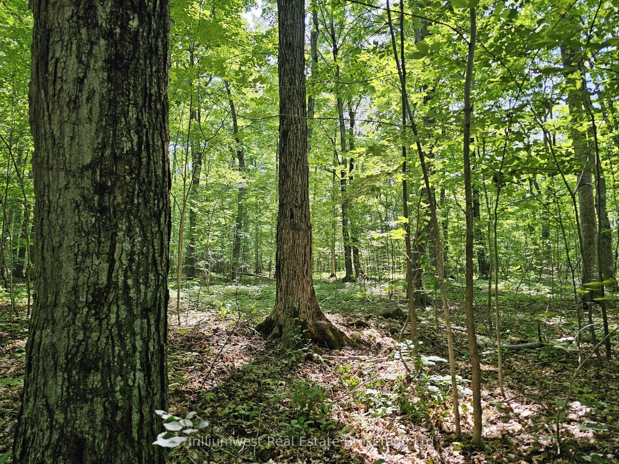 404302 CONCESSION 20 Concession