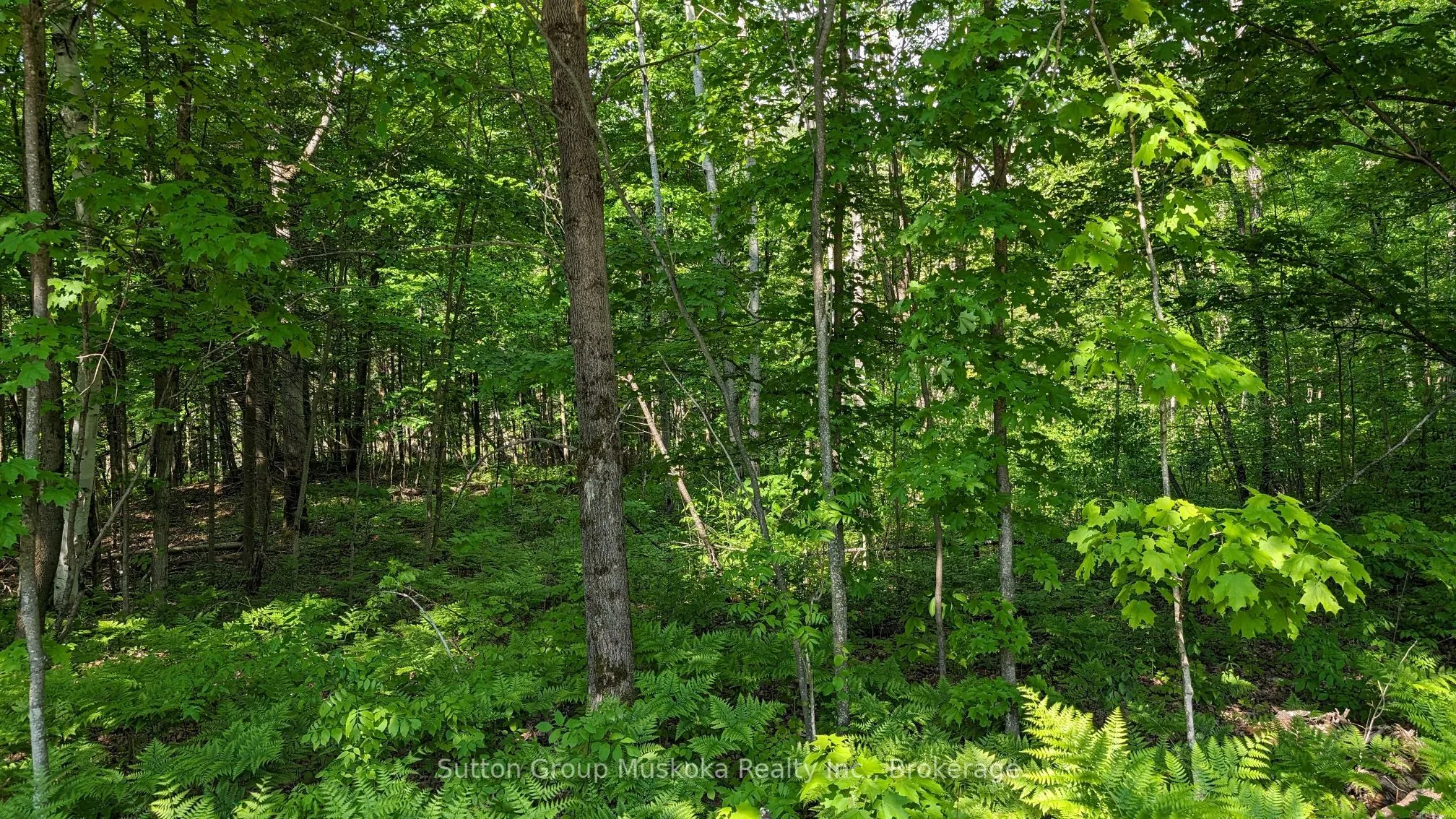 Lot 1 Tally-Ho Winter Park Road