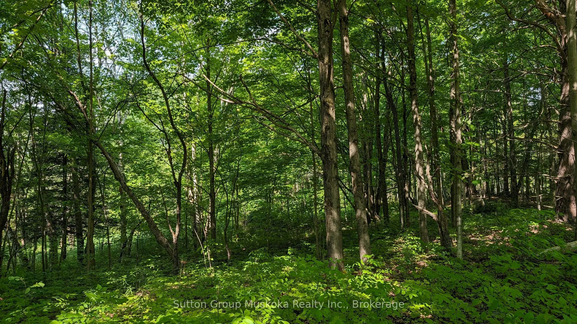 Lot 2 Tally-Ho Winter Park Road