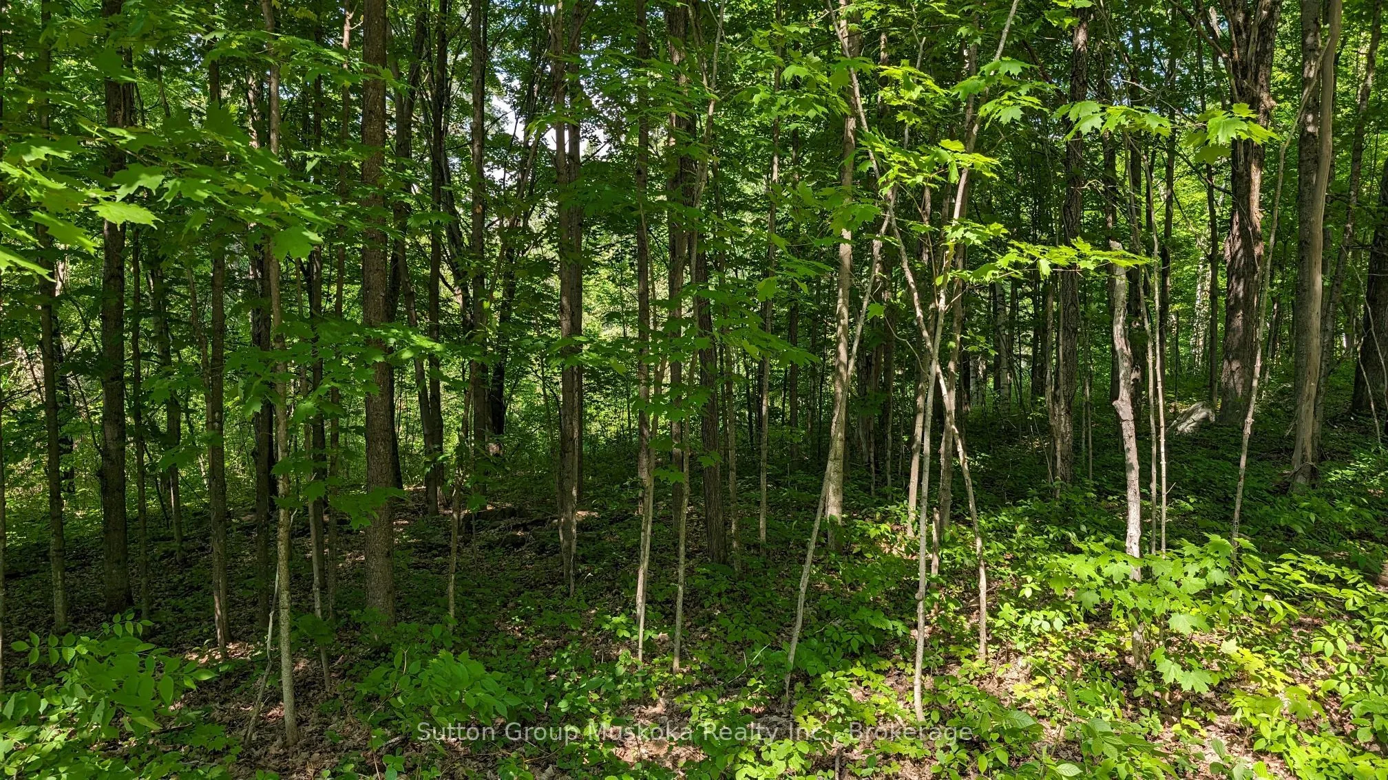 Lot 2 Tally-Ho Winter Park Road