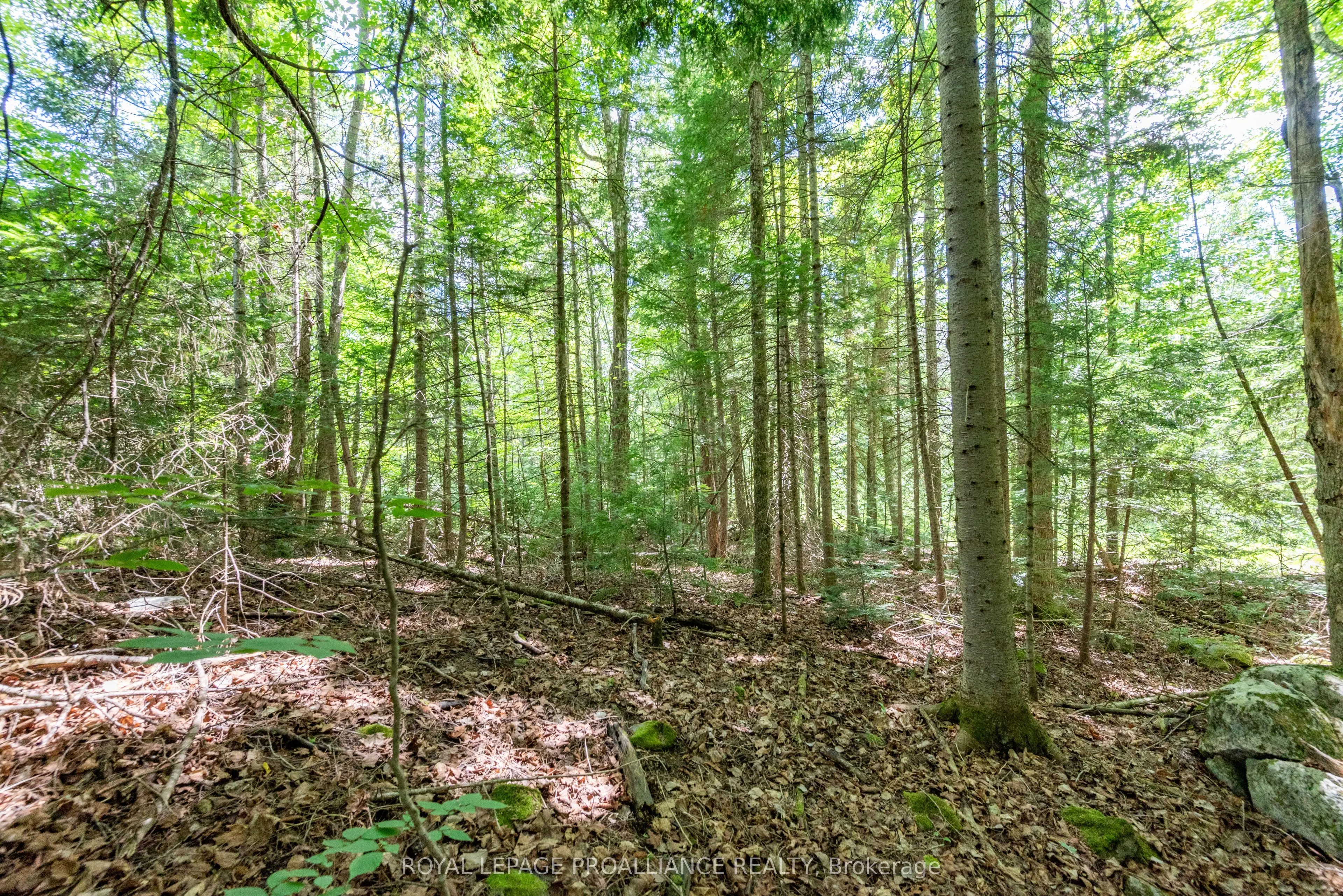 0 Buckshot Lake Road