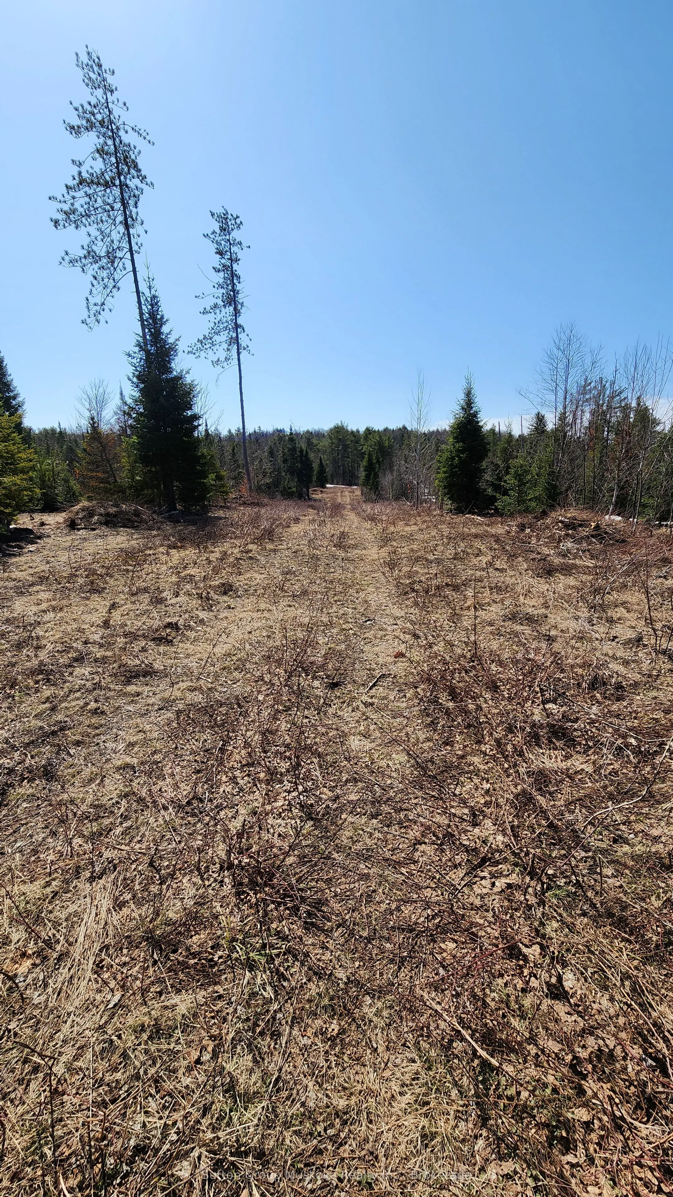 00 Red Pine Trail