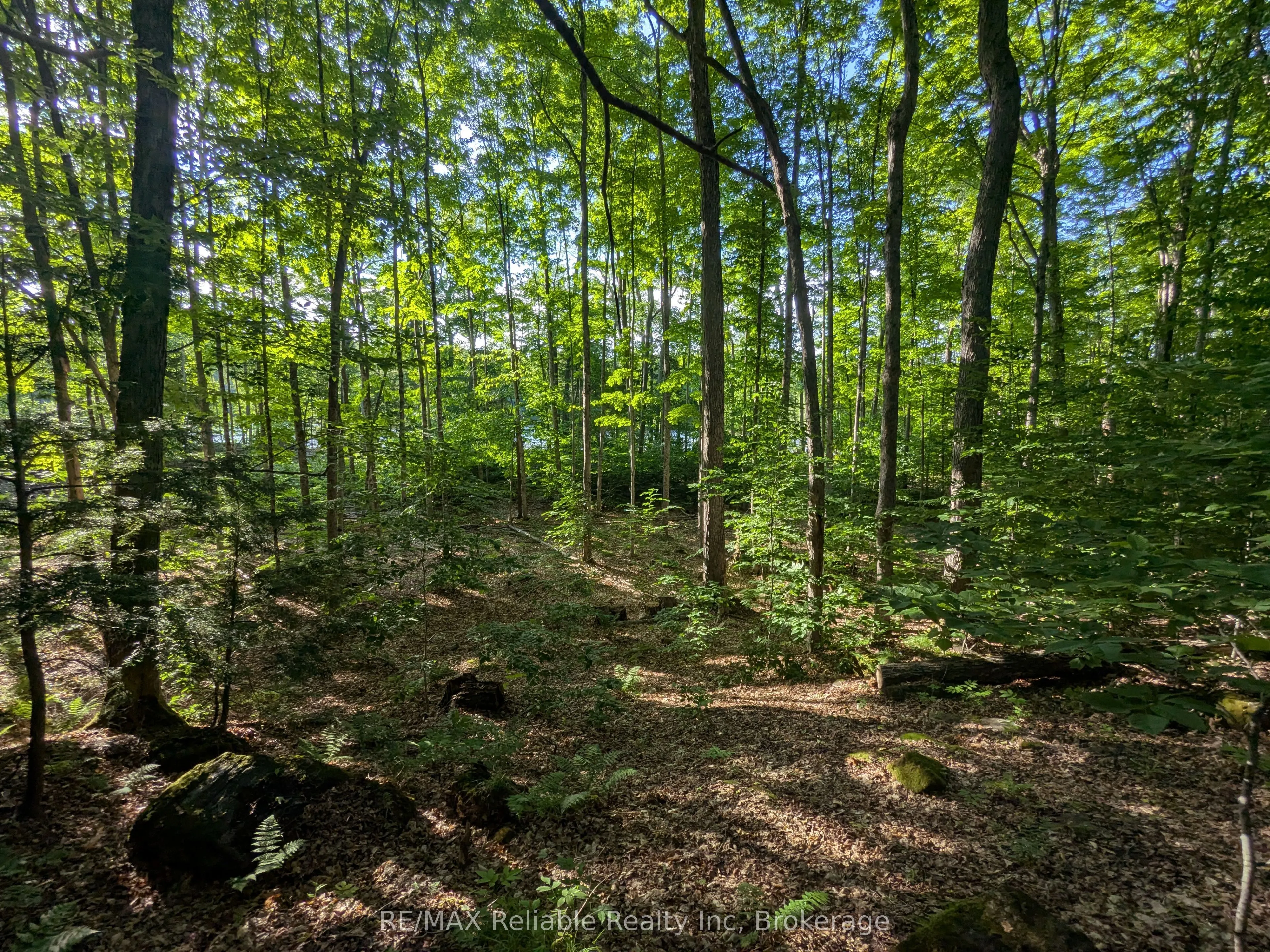 223 Shady Maple Road